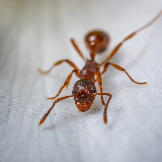 Field Ants, Pest Control in Friern Barnet, New Southgate, N11. Call Now! 020 8166 9746