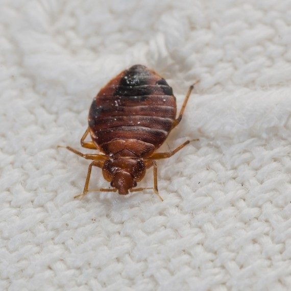Bed Bugs, Pest Control in Friern Barnet, New Southgate, N11. Call Now! 020 8166 9746