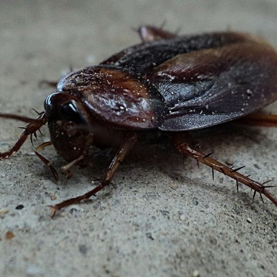 Cockroaches, Pest Control in Friern Barnet, New Southgate, N11. Call Now! 020 8166 9746