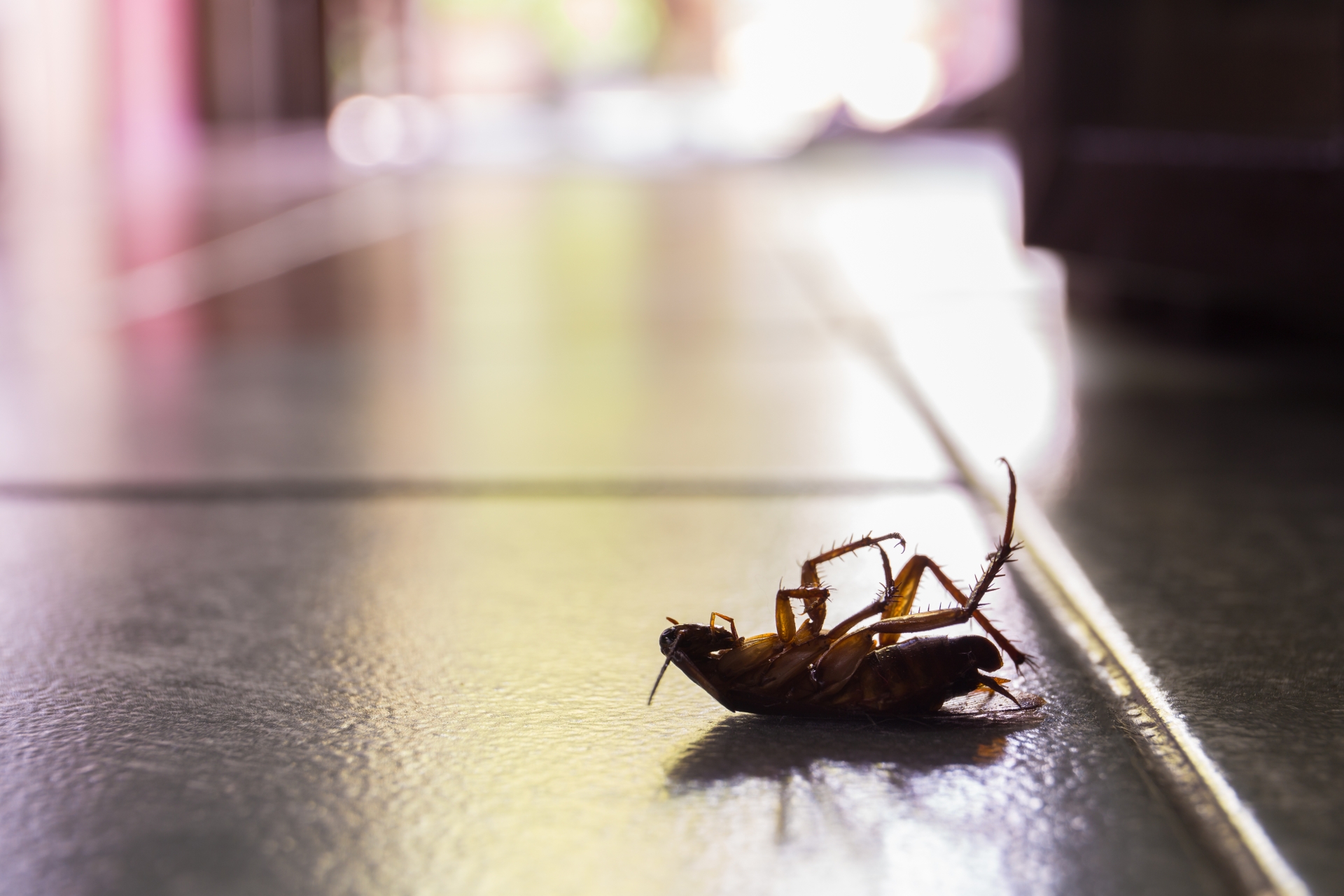 Cockroach Control, Pest Control in Friern Barnet, New Southgate, N11. Call Now 020 8166 9746