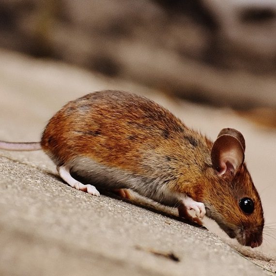 Mice, Pest Control in Friern Barnet, New Southgate, N11. Call Now! 020 8166 9746