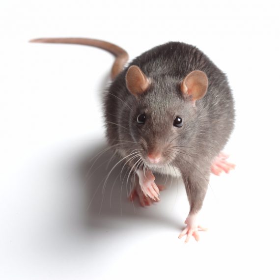 Rats, Pest Control in Friern Barnet, New Southgate, N11. Call Now! 020 8166 9746