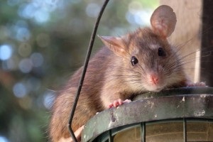 Rat Control, Pest Control in Friern Barnet, New Southgate, N11. Call Now 020 8166 9746