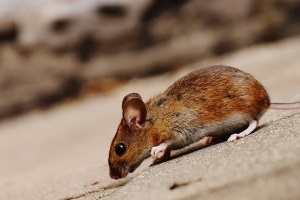 Mouse extermination, Pest Control in Friern Barnet, New Southgate, N11. Call Now 020 8166 9746