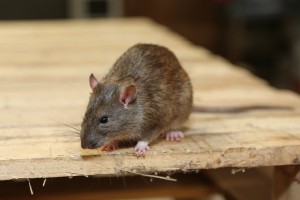 Mice Infestation, Pest Control in Friern Barnet, New Southgate, N11. Call Now 020 8166 9746