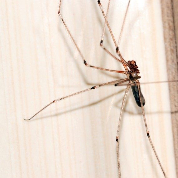 Spiders, Pest Control in Friern Barnet, New Southgate, N11. Call Now! 020 8166 9746