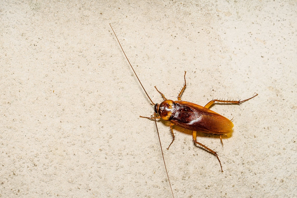 Cockroach Control, Pest Control in Friern Barnet, New Southgate, N11. Call Now 020 8166 9746
